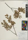Foto von Salix pedicellaris Pursh